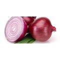 Fresh Onion by Egypt Garden, 2 imageMade in Egypt