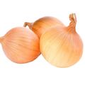 Fresh White Onions by Egitra Co.Made in Egypt