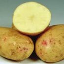 Fresh Lady Balfour Potatoes by AGROFOOD, 2 imageMade in Egypt