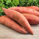 Fresh Sweet Potatoes by AGROFOODMade in Egypt