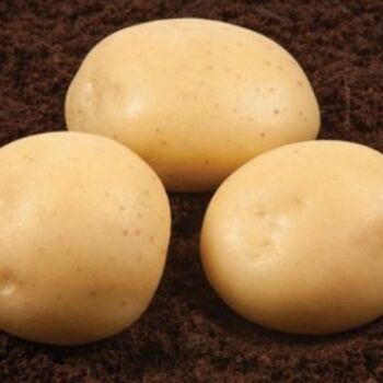 Fresh La Strada potatoes by AGROFOODMade in Egypt