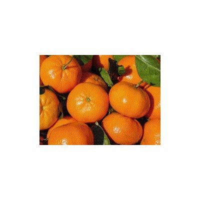 Fresh grapefruit by Dakahlia CO