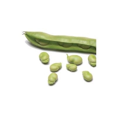 Frozen Non Peeled Broad Beans (With Skin) by givrex, 2 imageMade in Egypt Frozen Non Peeled Broad Beans (With Skin) by givrex, 2 imageMade in Egypt