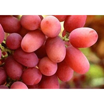 Fresh crimson red seedless grapes by Green Tiba, 2 imageMade in Egypt