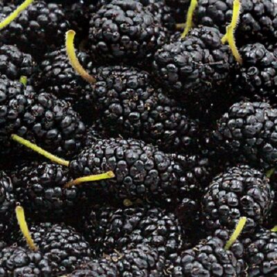 Mulberry by EVAGRO, 2 image