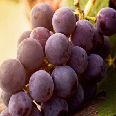 Fresh Red Globe Grapes by Egypt GardenMade in Egypt