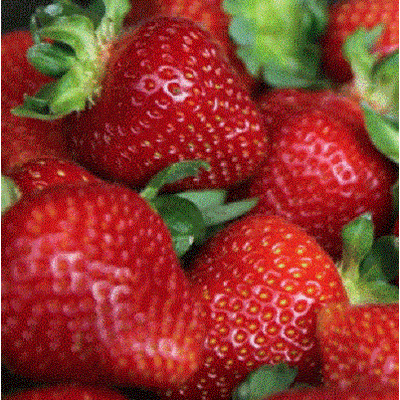 Fresh strawberry by GoudaMade in Egypt