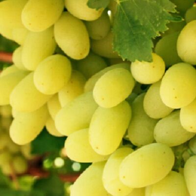 Fresh White Early Sweet Seedless Grapes by Dakahlia COMade in Egypt