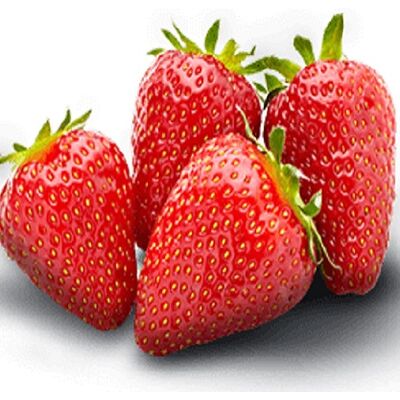 Fresh Strawberry by Snow Fresh EgyptMade in Egypt