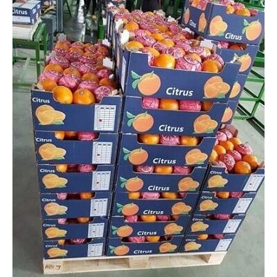 Fresh Baladi Orange by Fruit Kingdom, 3 imageMade in Egypt