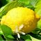 Fresh Lemon by Green TibaMade in Egypt