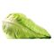 Fresh Lettuce by Egypt GardenMade in Egypt