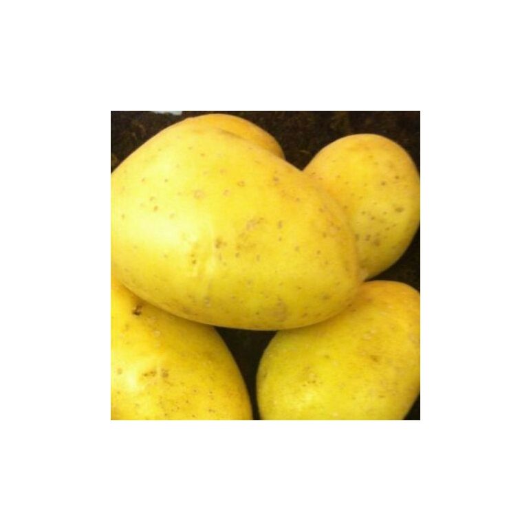 Fresh Sissi Potatoes by AGROFOODMade in Egypt
