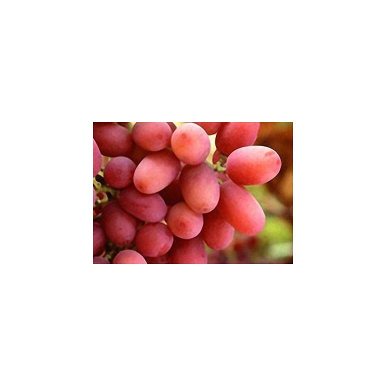Fresh crimson red seedless grapes by Green Tiba, 2 imageMade in Egypt Fresh crimson red seedless grapes by Green Tiba, 2 imageMade in Egypt